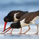 Illustration for article titled The year's best wildlife photos will break your heart